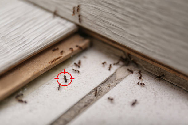 Best Termite Inspection and Treatment  in St Marys, KS